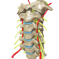 Mri Chandigarh Cervical spine