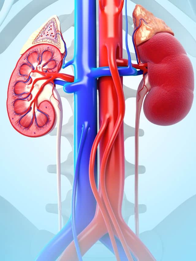 What Is The Procedure For An EC Renal Scan?