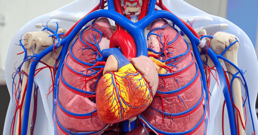 ct coronary angiography chandigarh