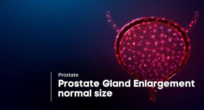 Prostate Gland Enlargement normal size